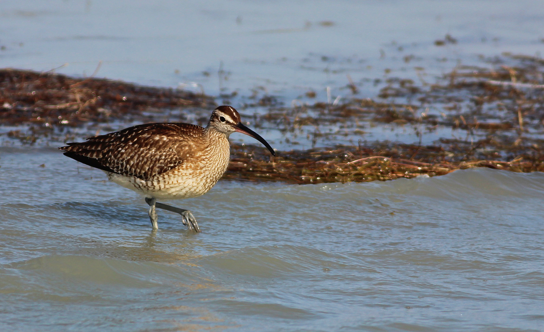 Whimbrel